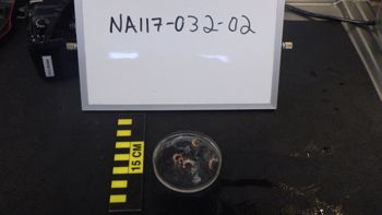 Media type: image;   Invertebrate Zoology 153119 Description: live specimen;